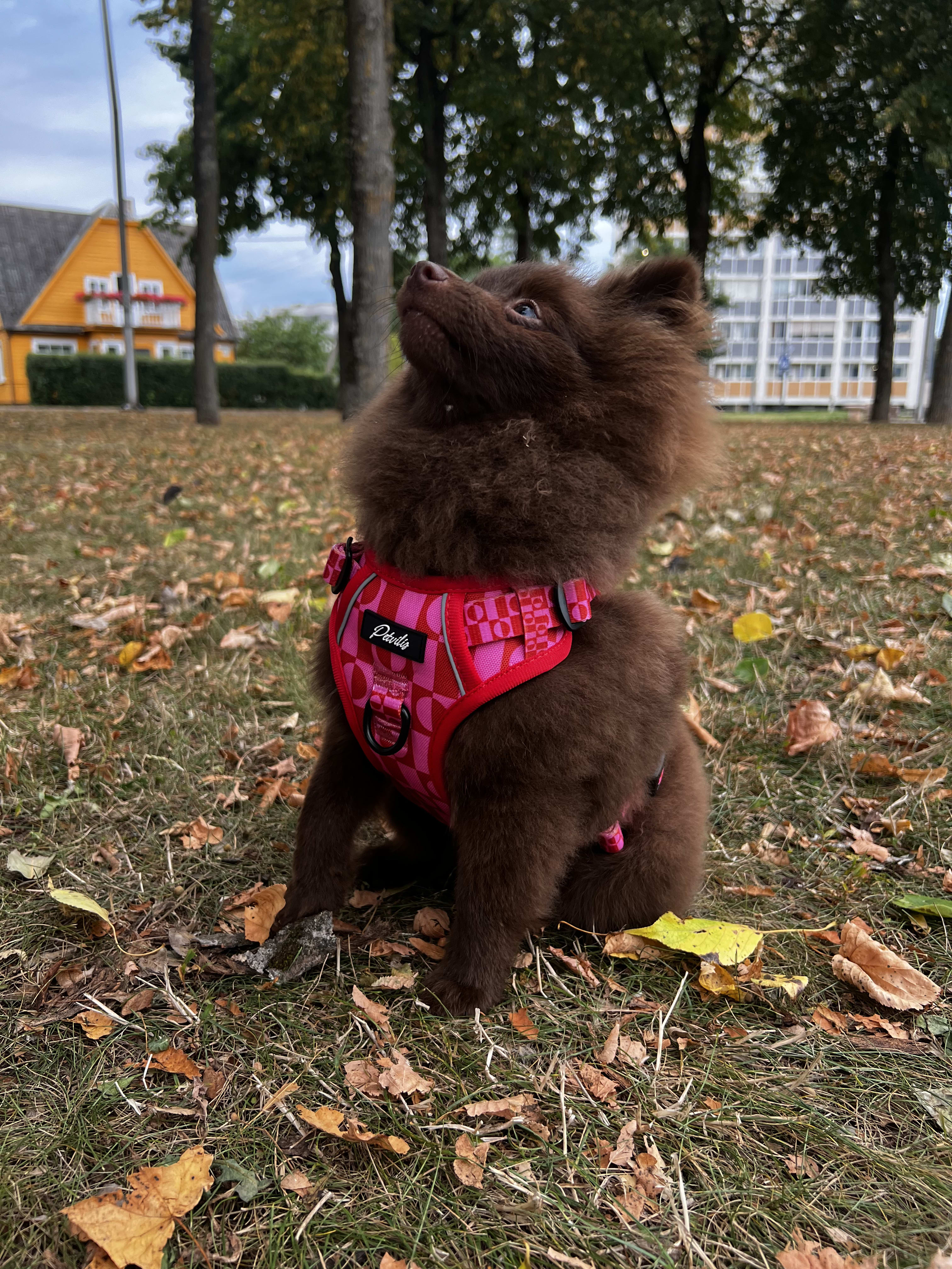 “Pink Paws” Bundle – Durable Harness – 9