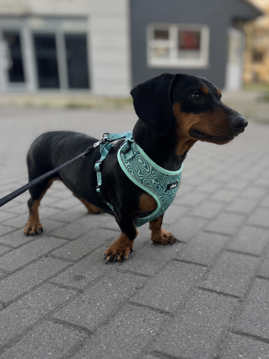 Harness “Harmony” – 7