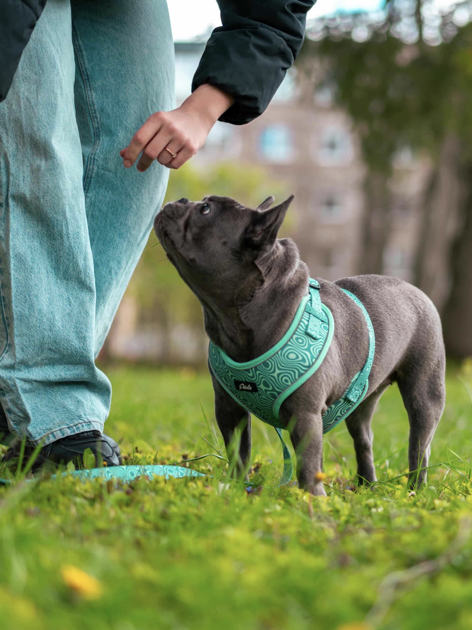 Harness “Harmony” – 3