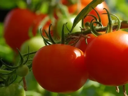 Новый урожай приятно удивит: агроном назвала идеальный сорт томатов на весну — посадили и забыли
