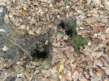 Вакцинация хищников продолжается во Владимирской области