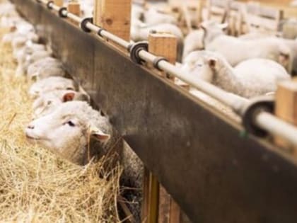 Во Владимирской области снизилось поголовье скота и птицы