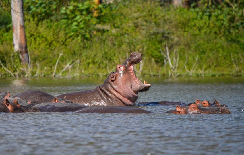 5-DAYS-4-NIGHTS-SAFARI-ROAD-PACKAGE-