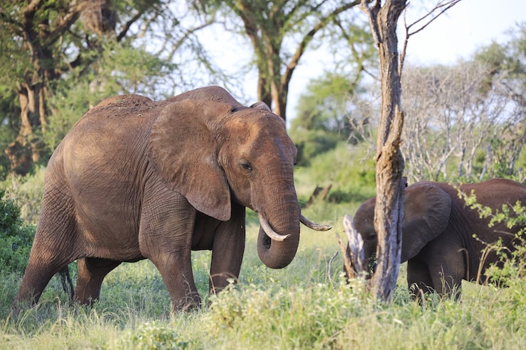 3-Days-Amboseli-Deals