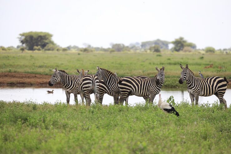 4-Days-3-Nights-Amboseli-Wildlife-Safari-By-Road