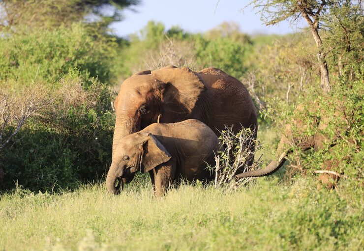5-Days-4-Night-Amboseli-Luxury-Safari