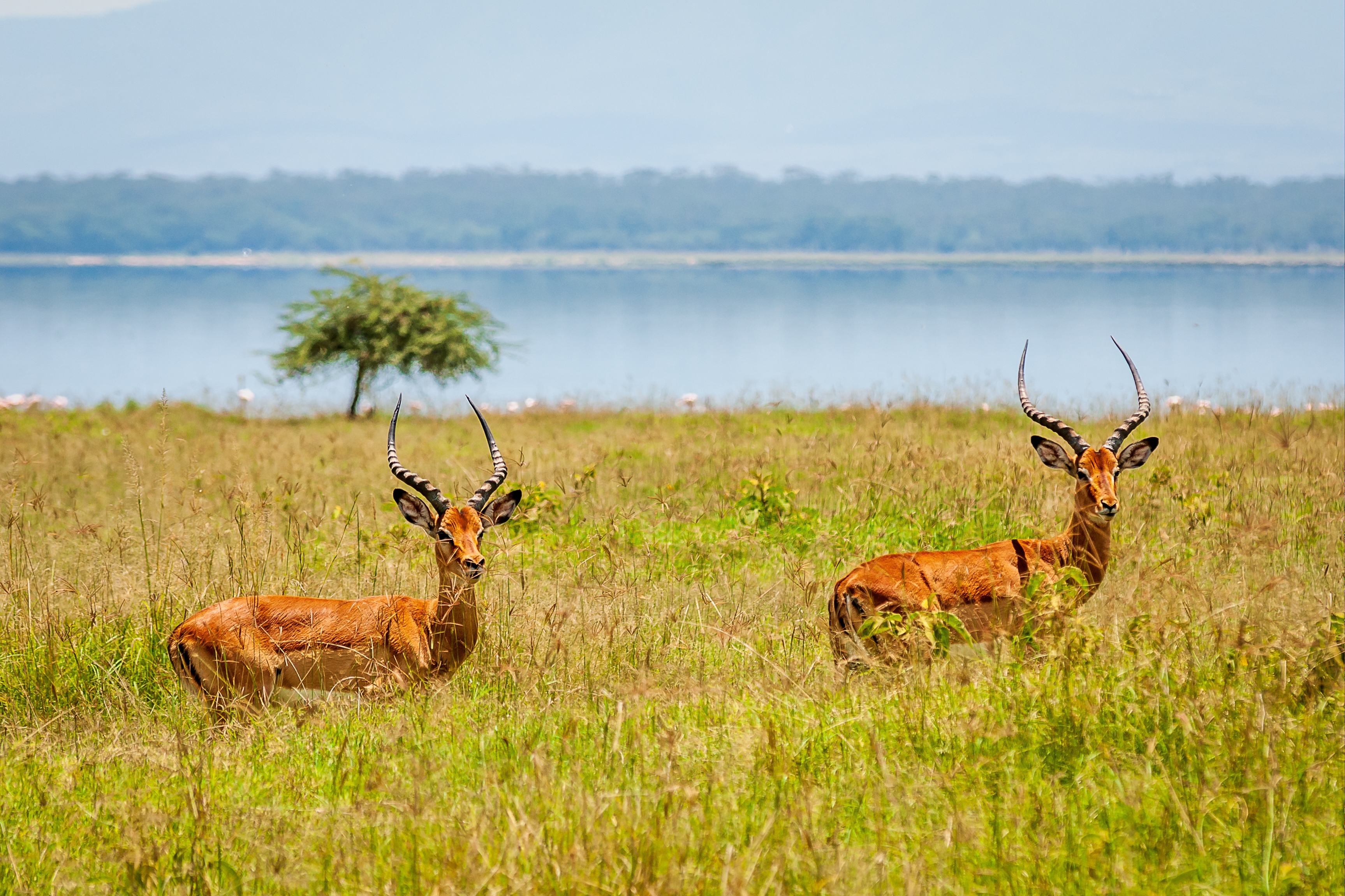 7-Day-Masai-Mara-Nakuru-Naivasha-Hells-Gate-Amboseli