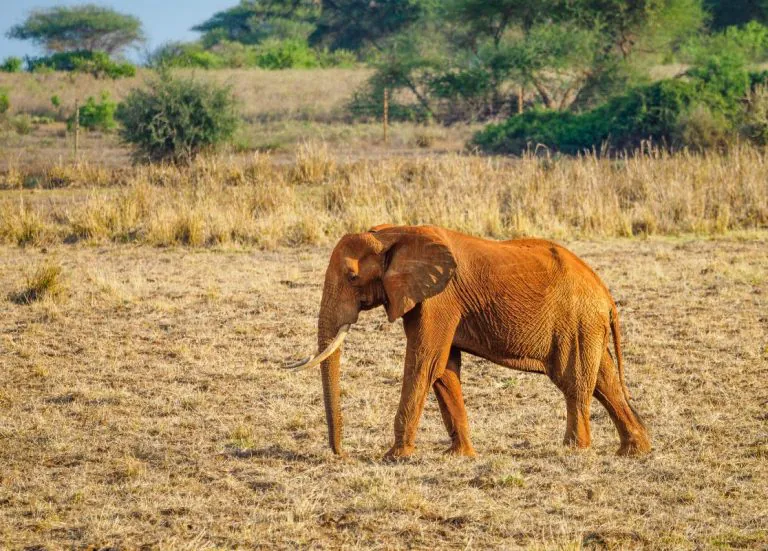 Tsavo-West
