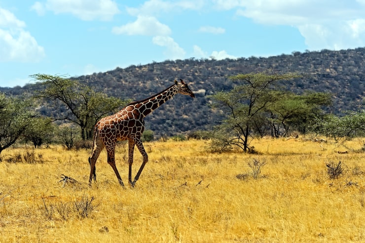 Samburu