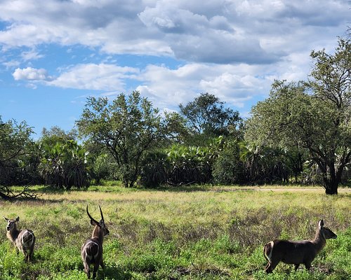 Saadani National Park