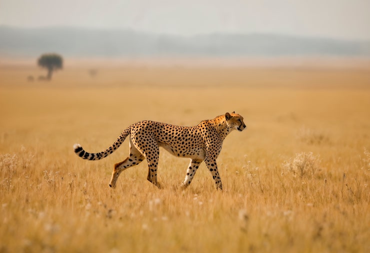 Serengeti National Park