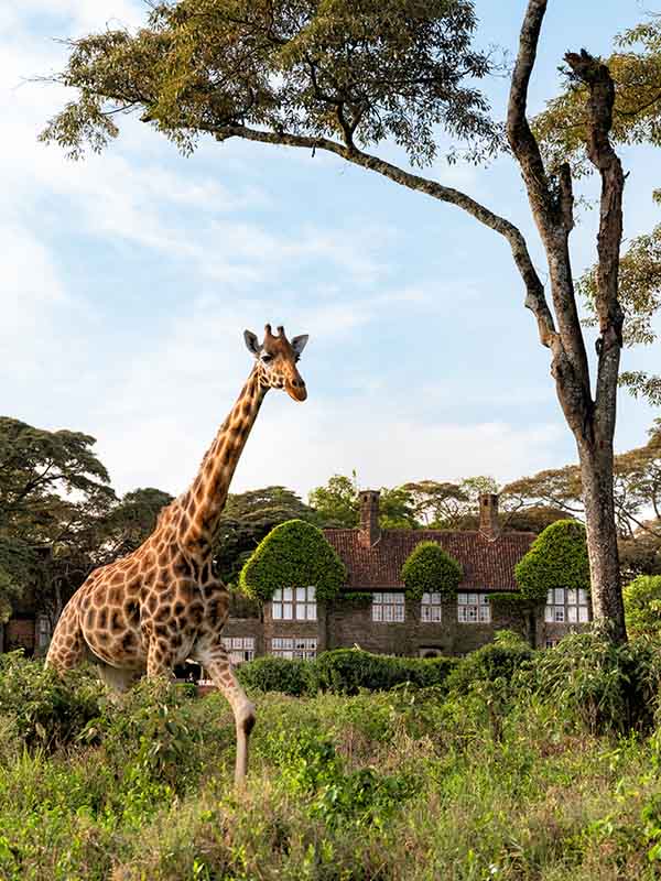 Giraffe-Manor