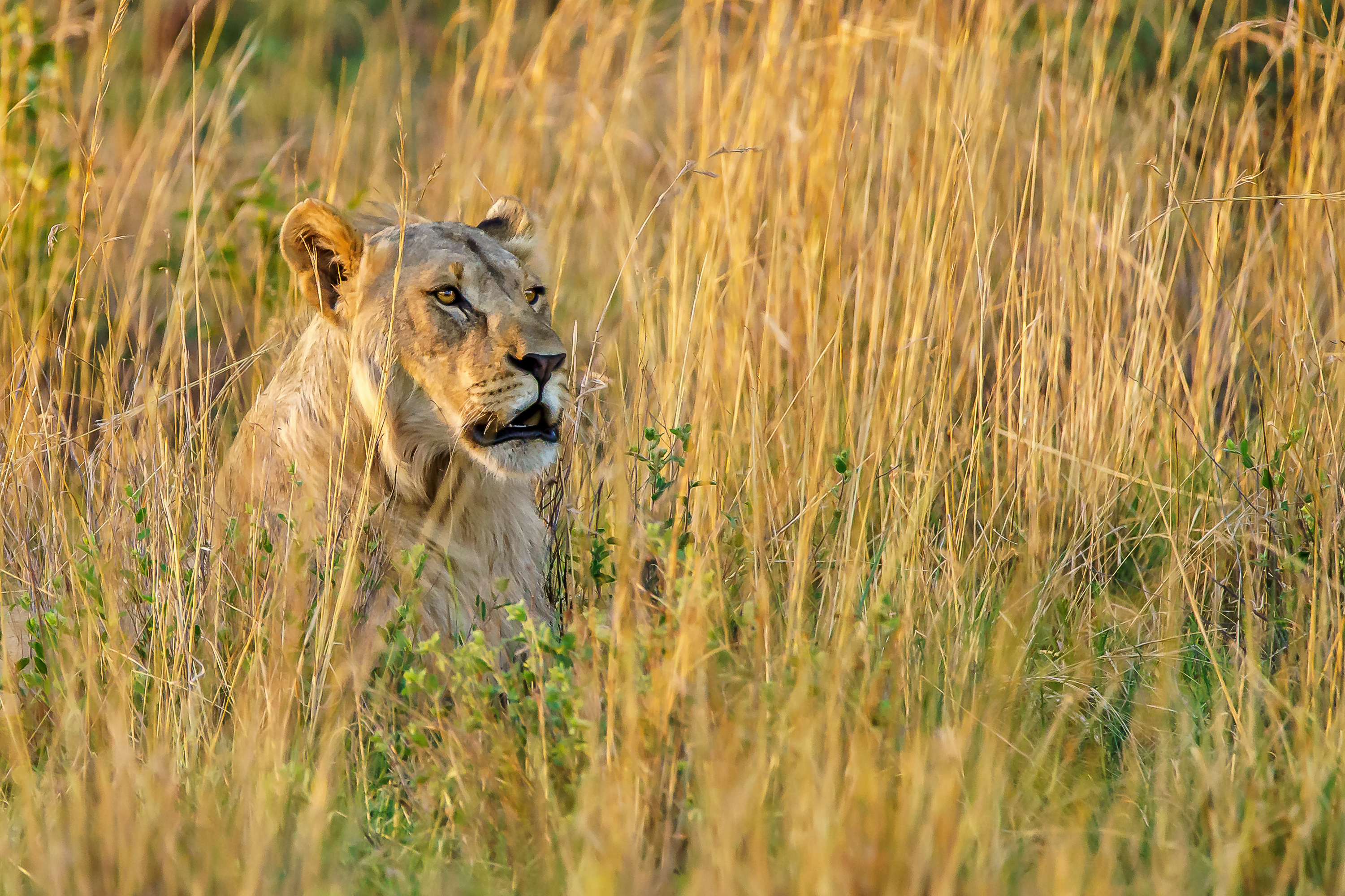 Maasai Mara Packages