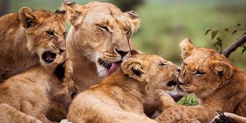 7-Day-Lakes-and-Plains-of-Kenya-Safari