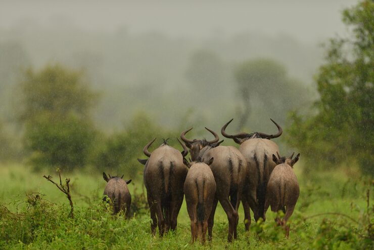 Top-10-Unmissable-Kenya-Safari-Itineraries-for-2026:-Your-Ultimate-Guide-to-African-Wildlife-Adventures