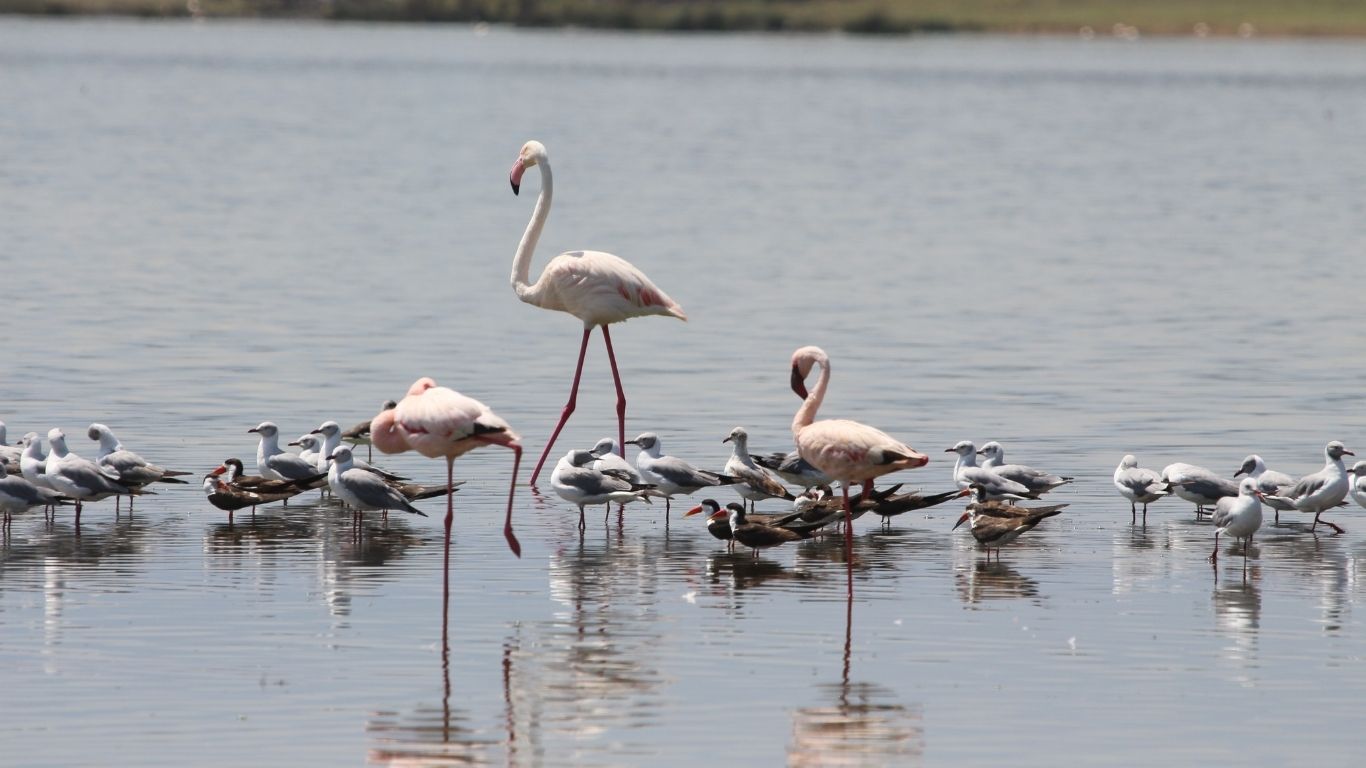 Lake-Nakuru-National-Park-2026-Day-Trip-Safari