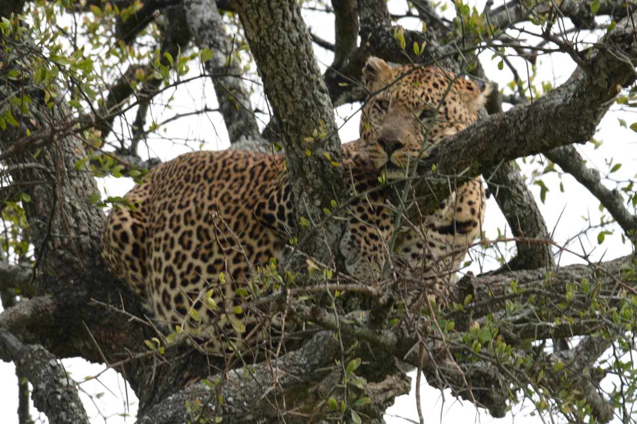 masai-mara-national-reserve-the-worlds-greatest-wildlife-theatre