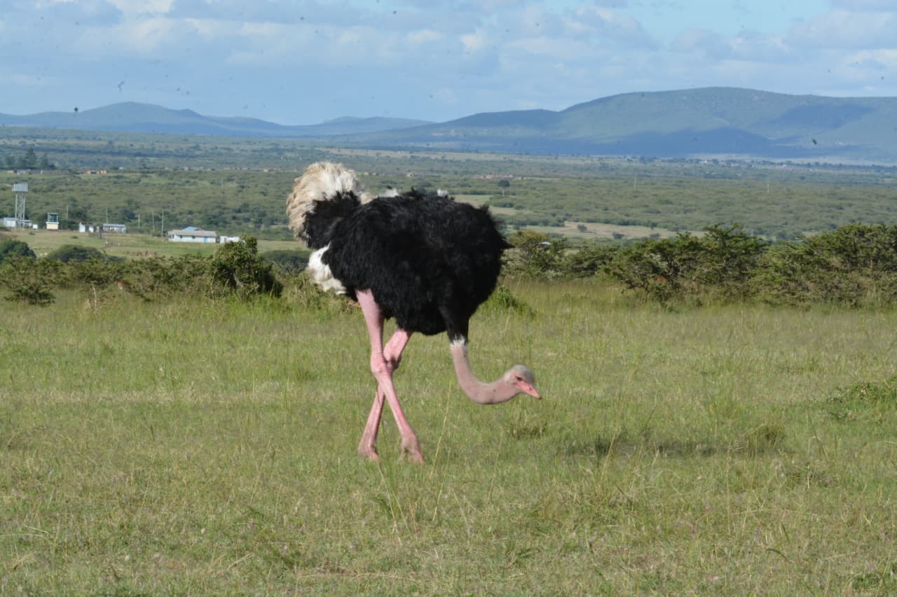samburu-national-reserve-rugged-wilderness-and-the-special-five