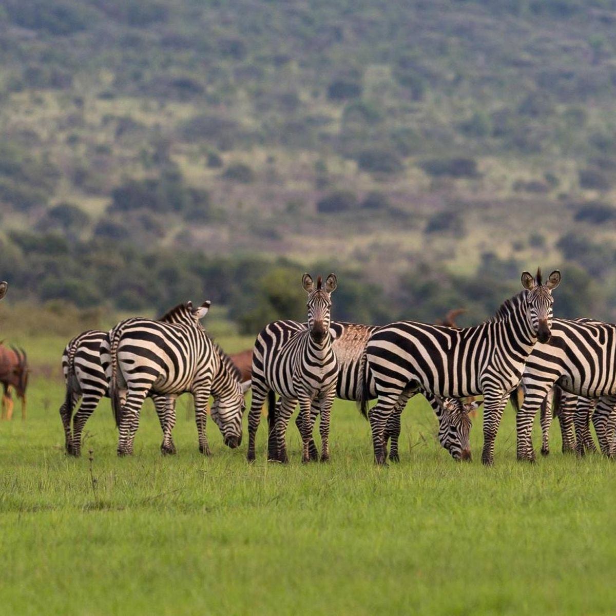 3-days-2-nights-masai-mara-wildebeest-safari