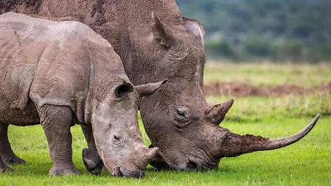 Olpejeta Safari packages