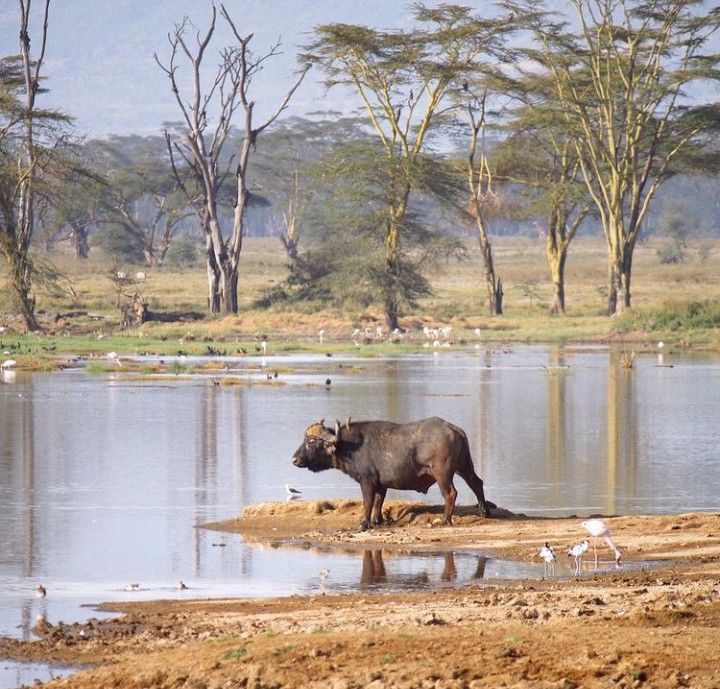 Lake Nakuru Packages