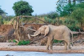 3-days-2-nights-samburu-special-five-safari-package