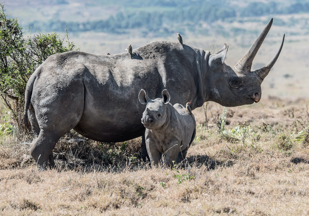 Lewa Conservancy Safari Packages
