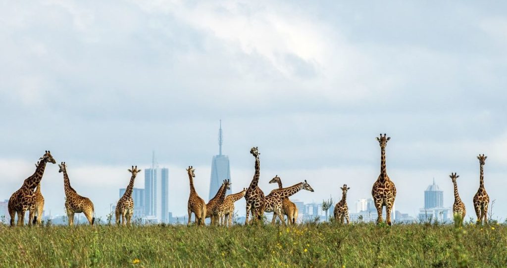 Nairobi National Park Safari Deals