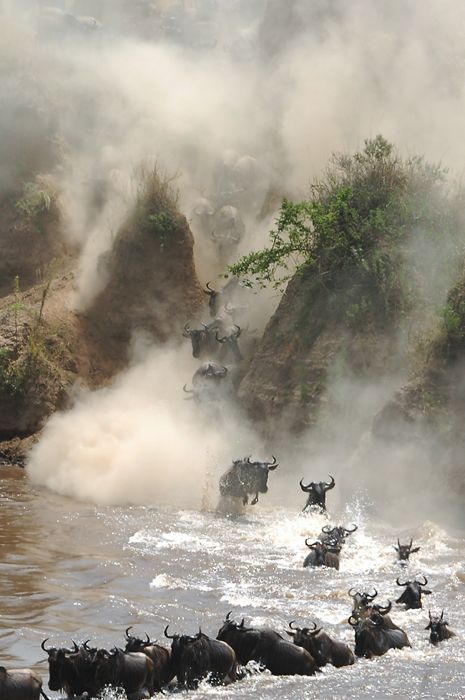 witness-the-great-wildebeest-migration--when-to-go-where-to-watch-safety-cost--how-to-book-with-malaso-africa-safaris