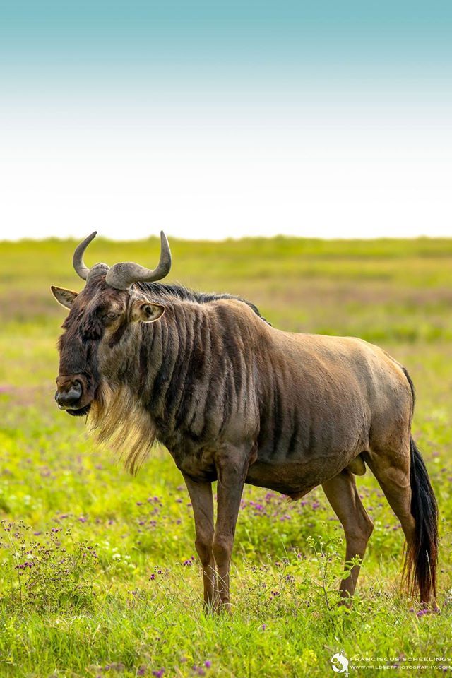 what-is-the-most-important-factor-that-drives-the-wildebeest-migration
