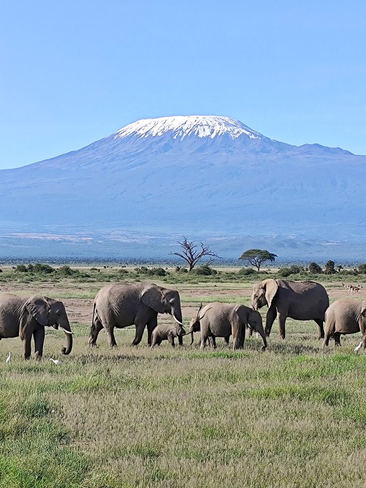 amboseli-national-park-guide-everything-you-need-to-know-for-your-safari