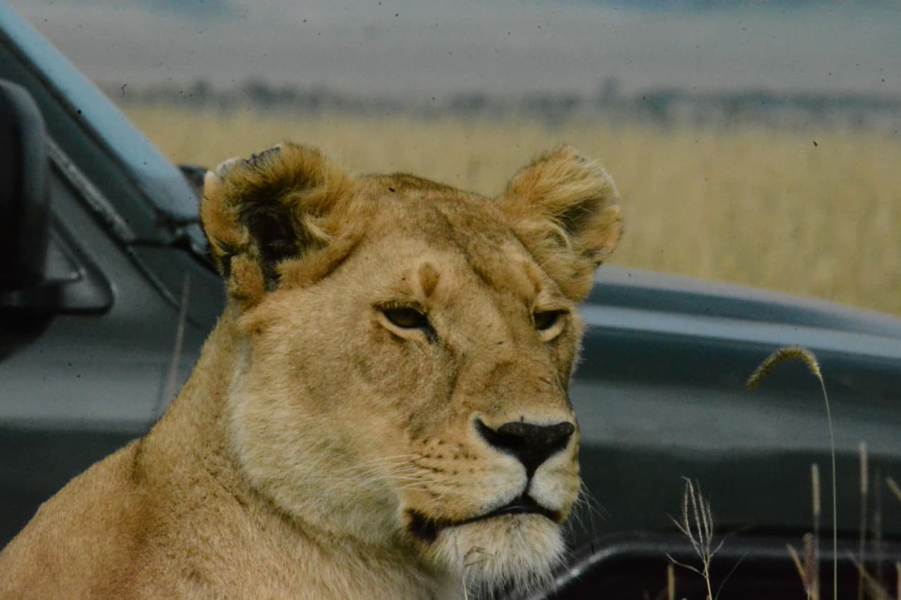 masai-mara-safari-when-to-go-where-to-stay-and-how-to-see-the-big-five