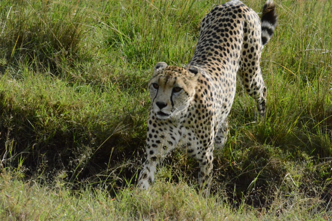 is-the-maasai-mara-safe-the-essential-guide-for-your-safari