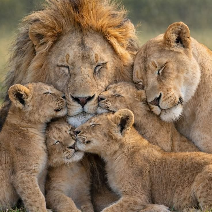 is-a-masai-mara-safari-ideal-for-families-with-kids-your-essential-guide