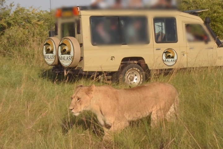 wild-game-drives