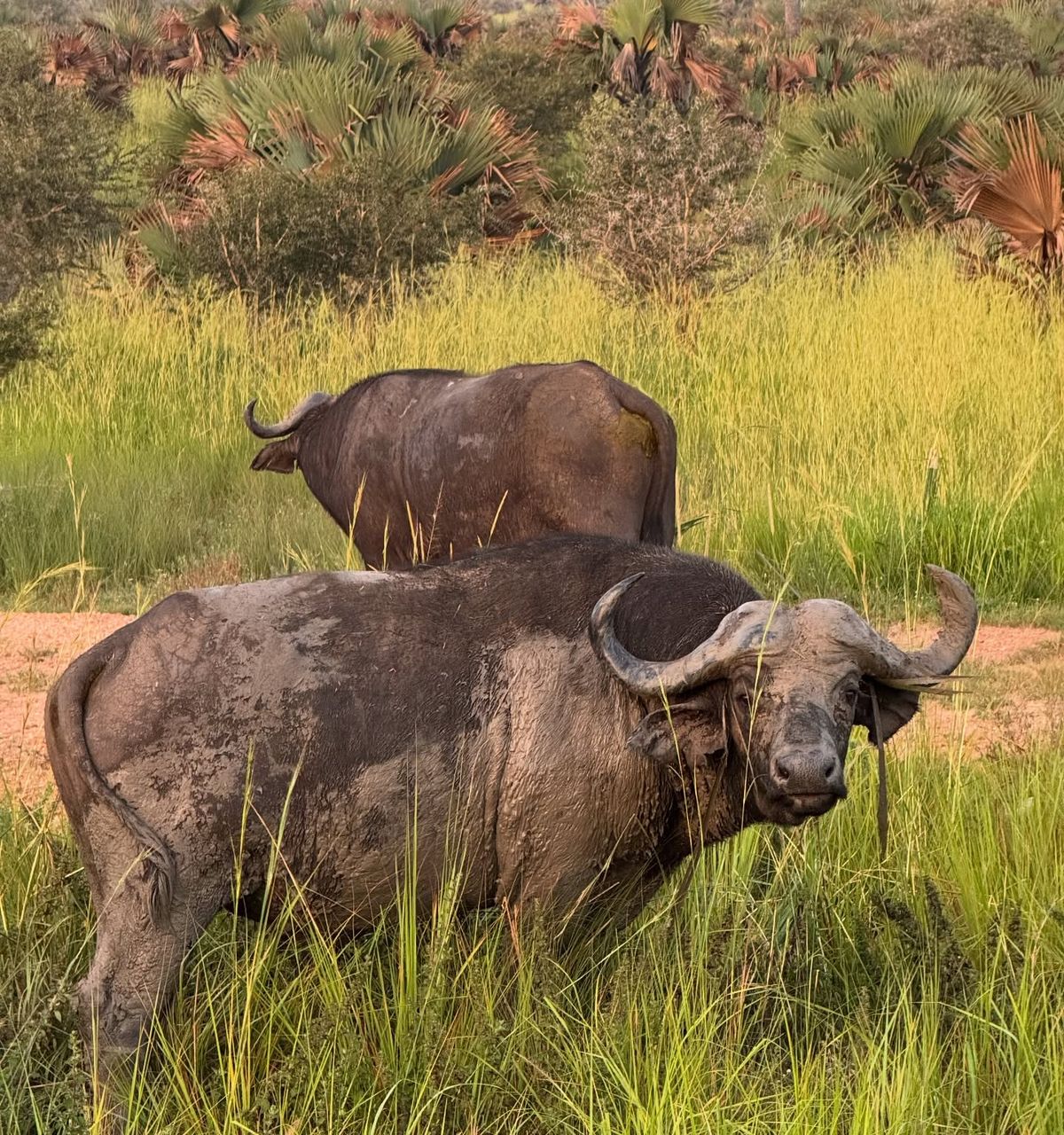 4-days-3-nights--masai-mara-private--safari