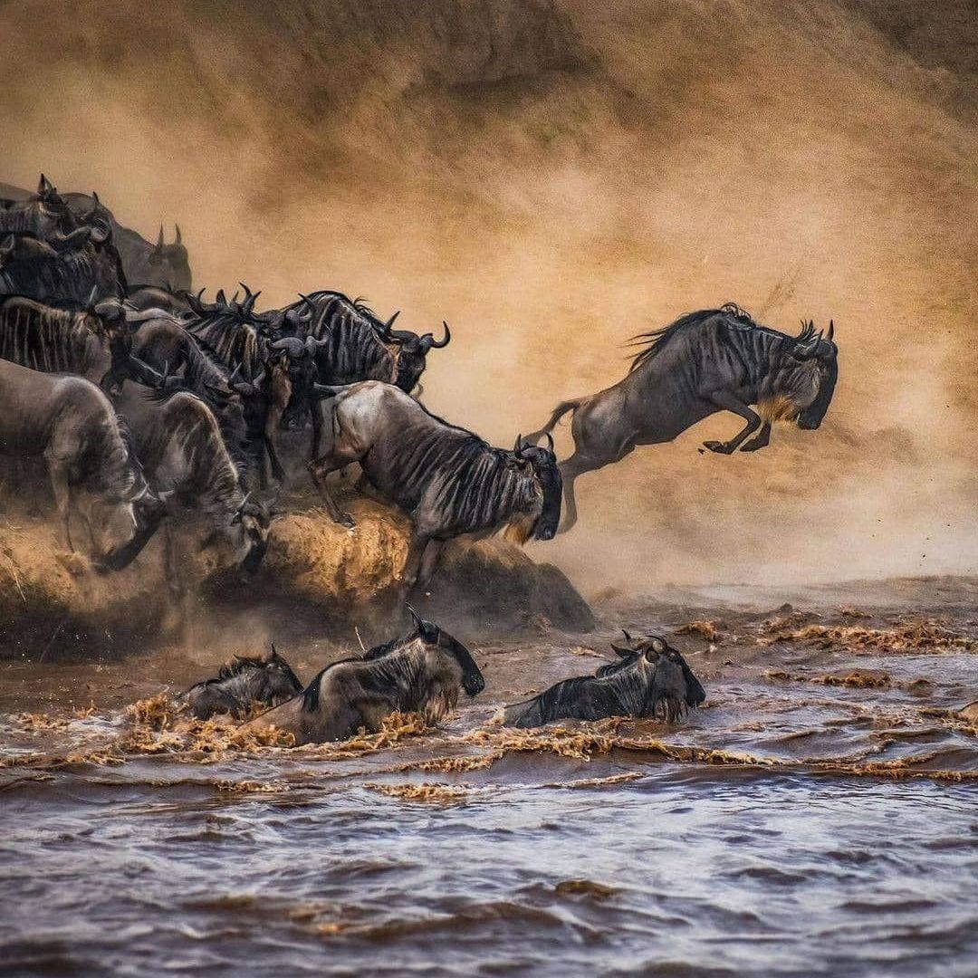 3-days-2-nights-masai-mara-wildbeest-migration-budget-safari