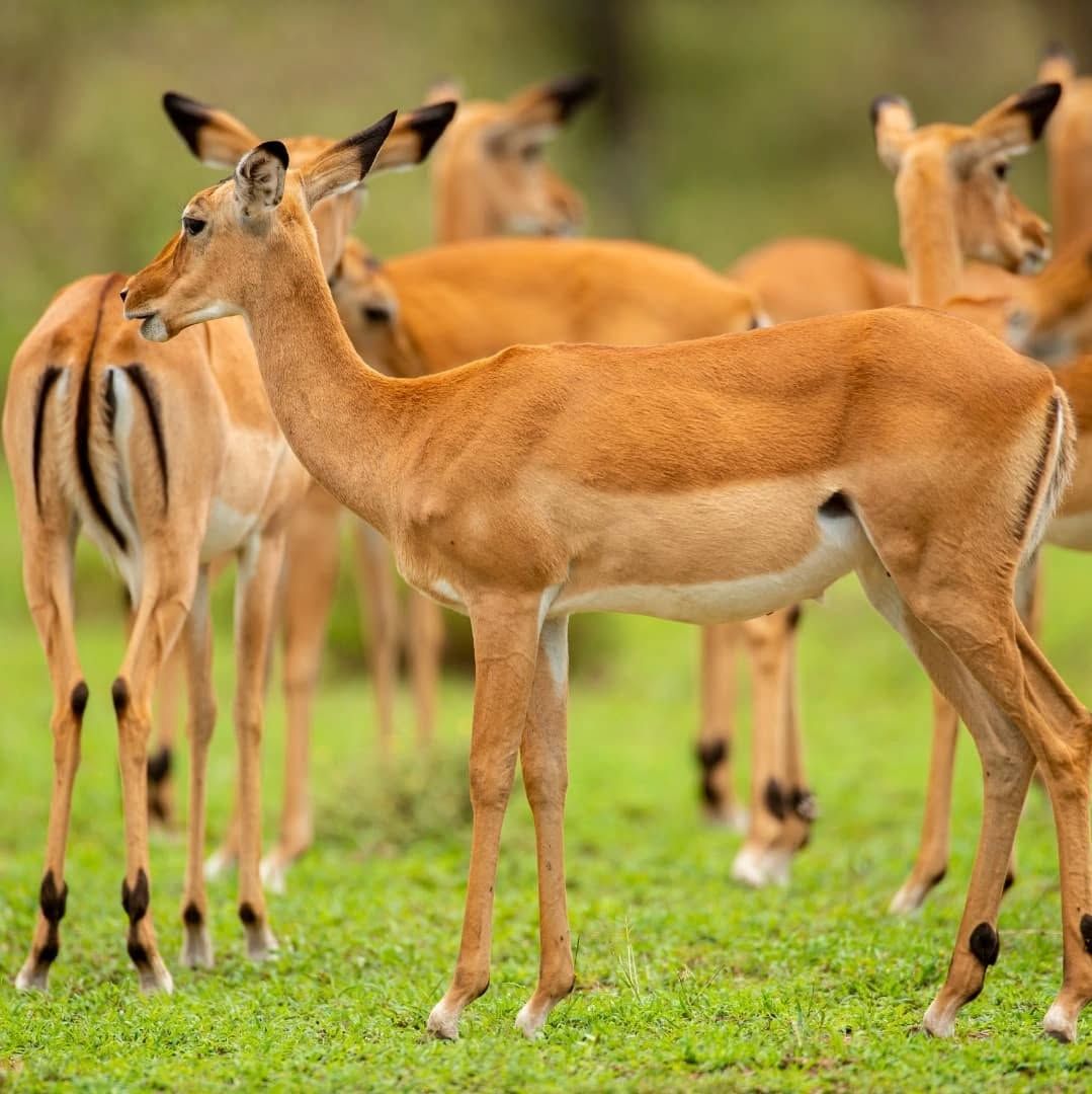3-days-2-nights-masai-mara-luxury-private--safari