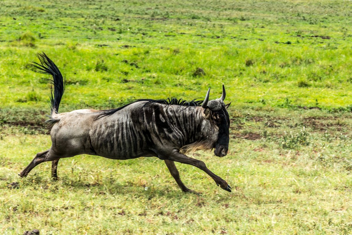 when-is-the-best-time-to-see-the-great-wildebeest-migration