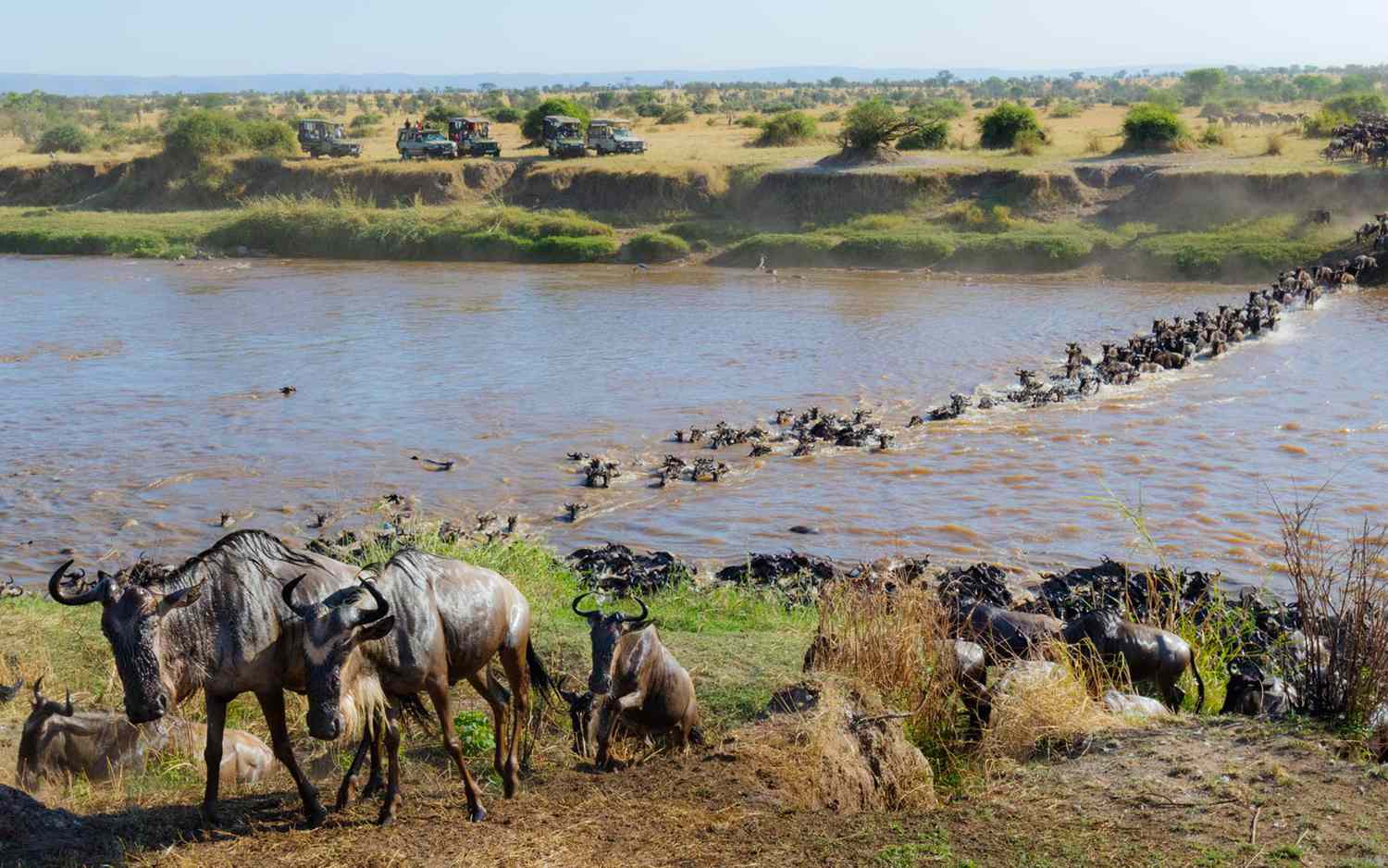 frequently-asked-questions-the-great-wildebeest-migration