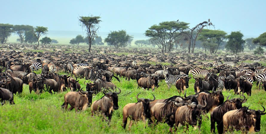 does-15-million-animals--move-as-one-herd-during-the-wildbeest-migration