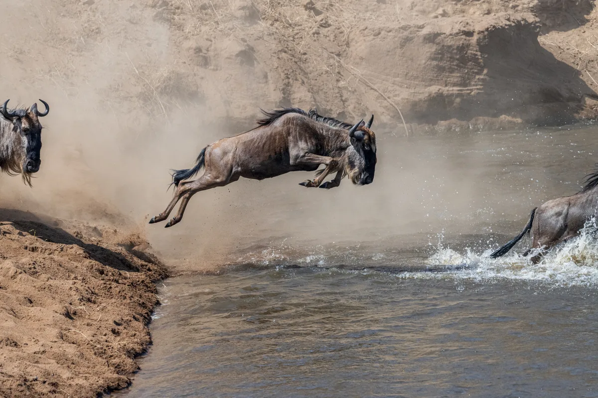 what-is-the-great-wildebeest-migration-the-worlds-greatest-wildlife-spectacle