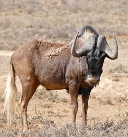 fascinating-facts-about-the-wildebeest-africas-iconic-migrator