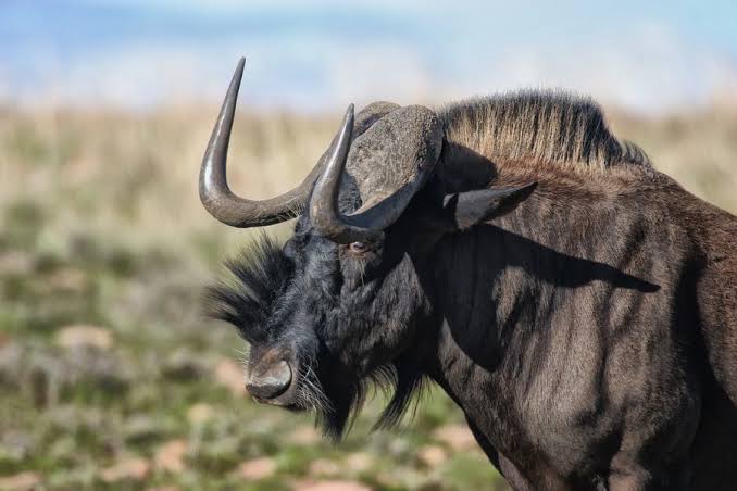 blue-vs-black-wildebeest-are-they-the-same-species