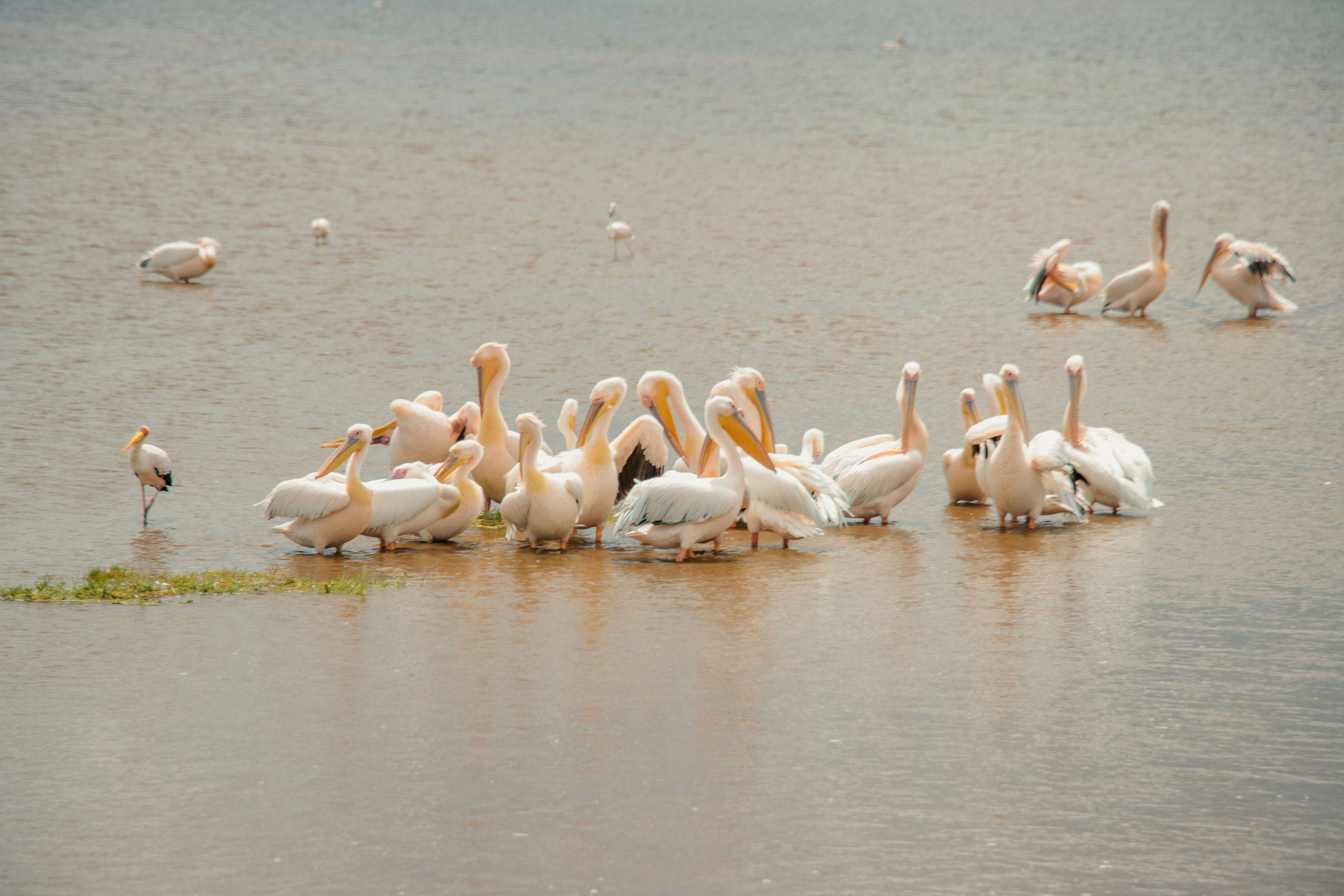 2-days-lake-nakuru-safari-package--affordable-overnight-safari-kenya