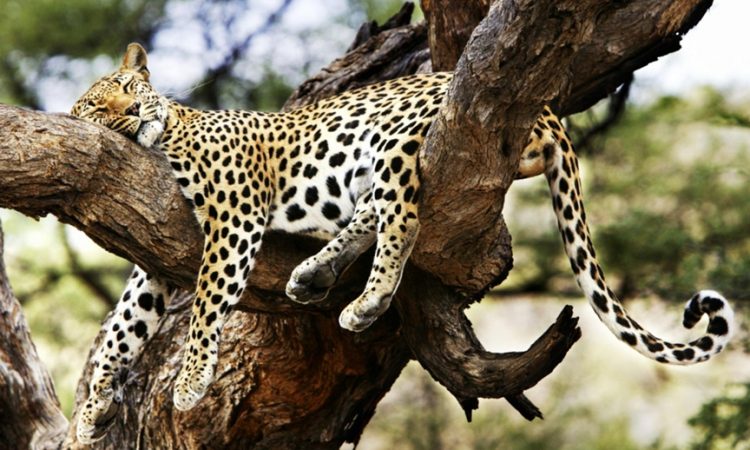3-days-tsavo-west-safari-by-sgr--tsavo-west-national-park-package