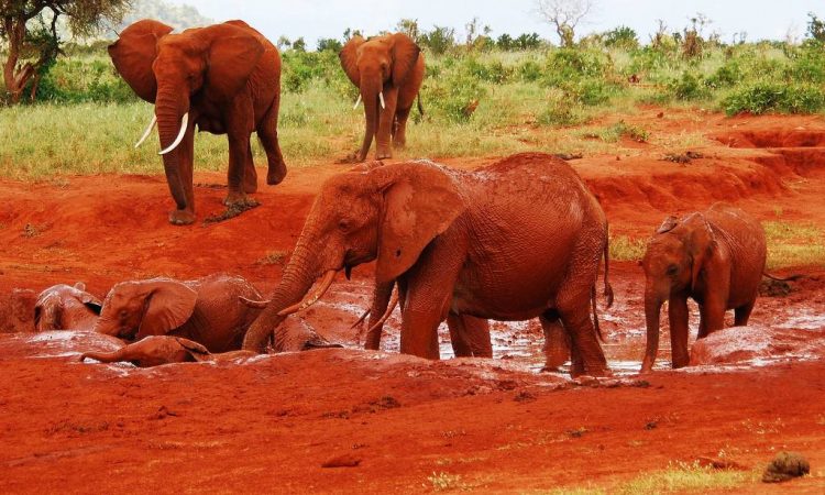 3-days-tsavo-east-safari-by-sgr--affordable-kenya-wildlife-safari