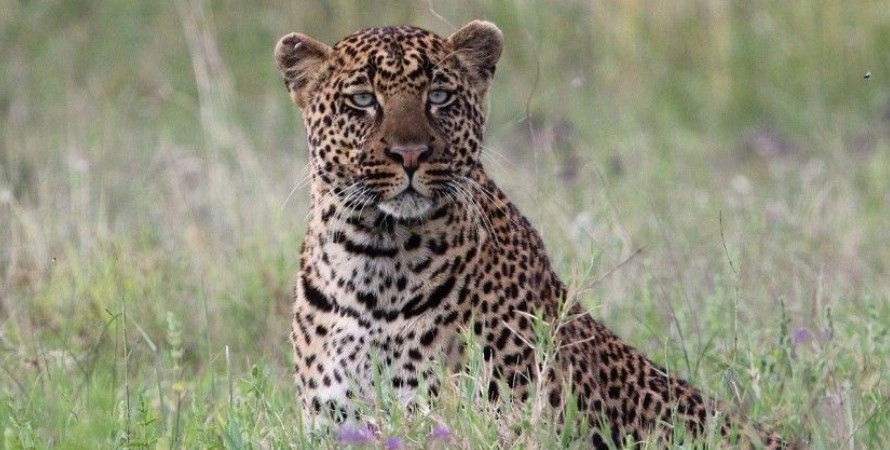soysambu-conservancy-guide--wildlife-flamingos--luxury-safari-experience-in-kenya