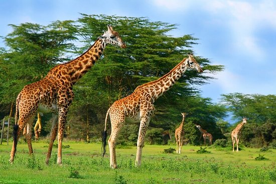 crescent-island-game-sanctuary-guide--walking-safaris-at-lake-naivasha