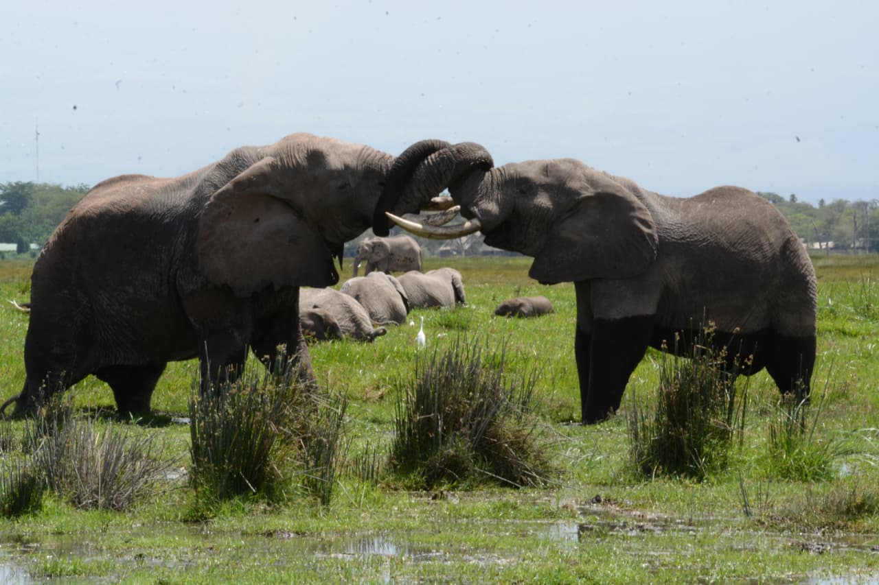 Why Choose a Private Kenya Safari? Benefits, Costs & What to Expect